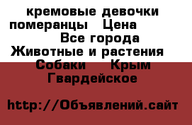 кремовые девочки померанцы › Цена ­ 30 000 - Все города Животные и растения » Собаки   . Крым,Гвардейское